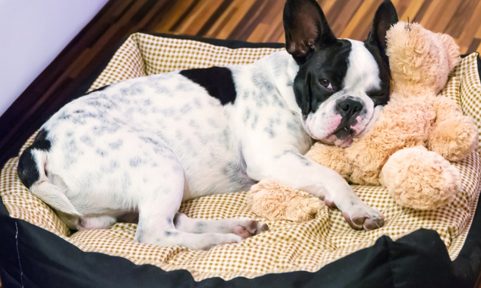 Fournitures Pour Animaux -Fournitures Pour Animaux 1