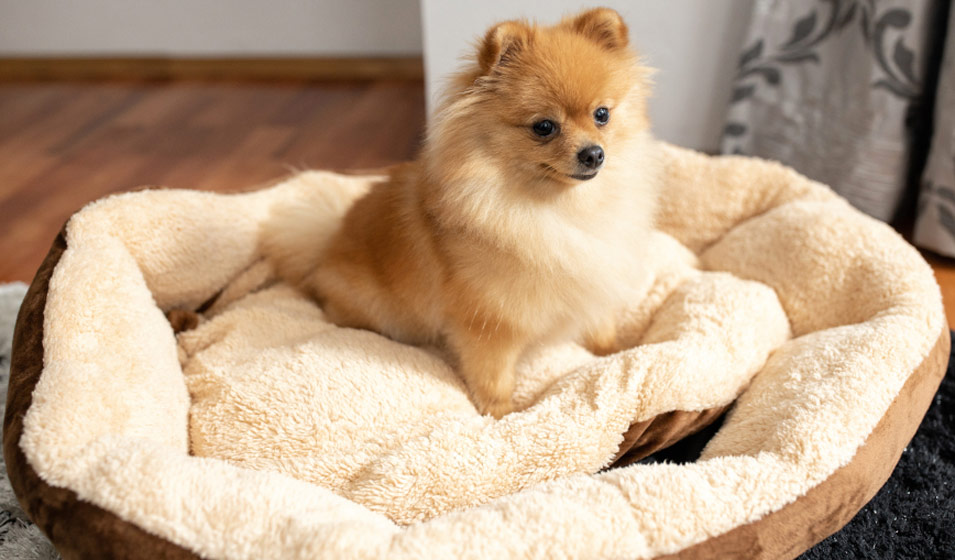 Fournitures Pour Animaux -Fournitures Pour Animaux 2