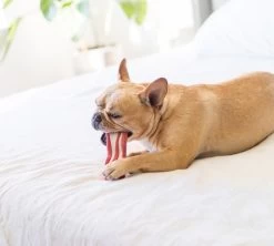 Bacon Dental Bone - Petstages -Fournitures Pour Animaux bacon dental bone petstages 3