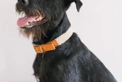 Collier "Tau" Brun Clair - Fantail -Fournitures Pour Animaux collier tau brun clair fantail 1