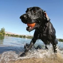 Jouets Flottants "Skipping Tones" - Kurgo -Fournitures Pour Animaux jouets flottants skipping tones kurgo 3