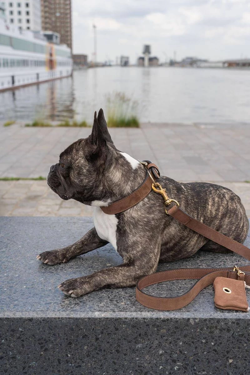 Laisse "Nubu" Brun Foncé - Fantail 4 Laisse "Nubu" Brun Foncé - Fantail – Image 2