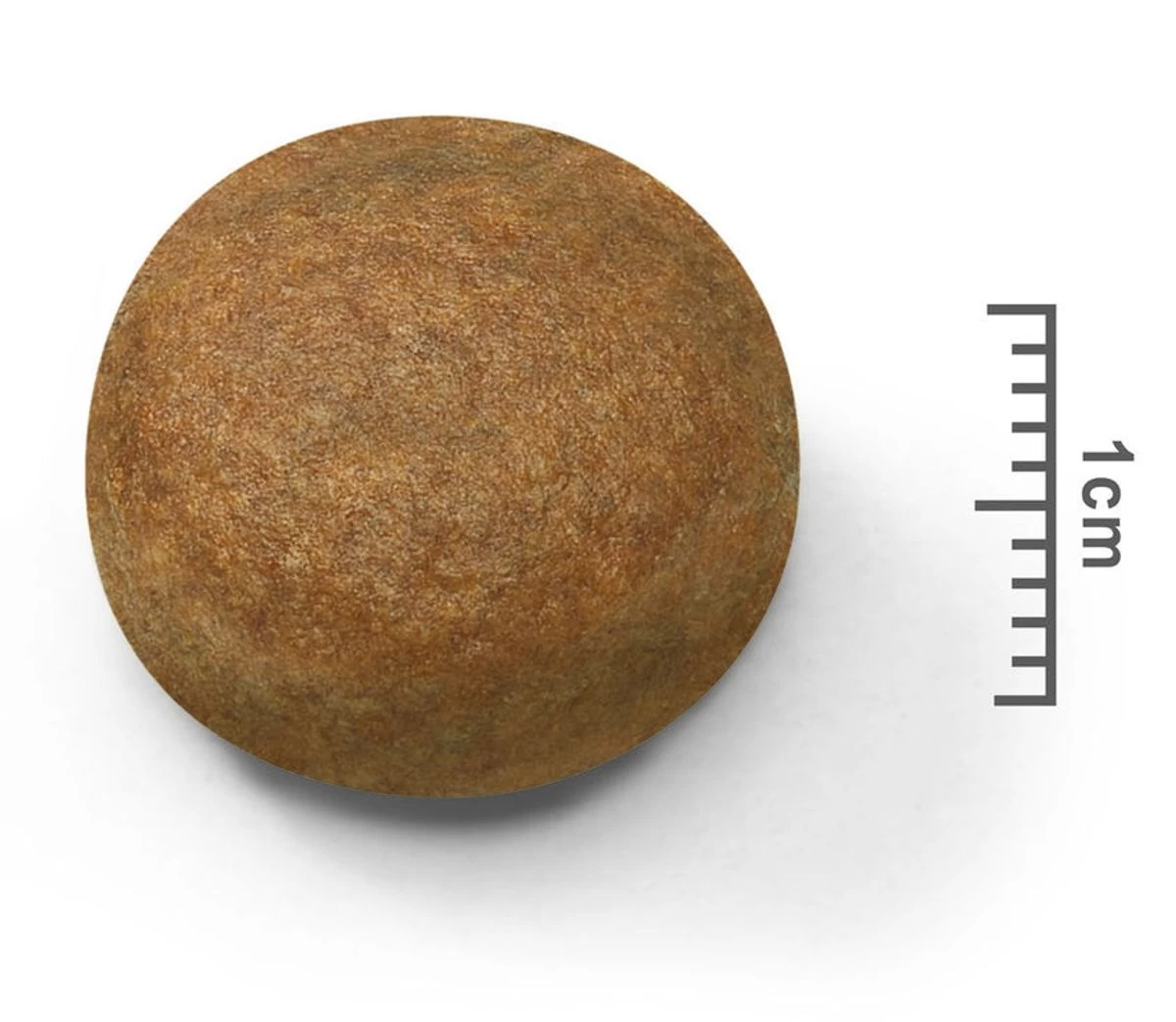 Maxi Adult - Royal Canin 4 Maxi Adult - Royal Canin – Image 2