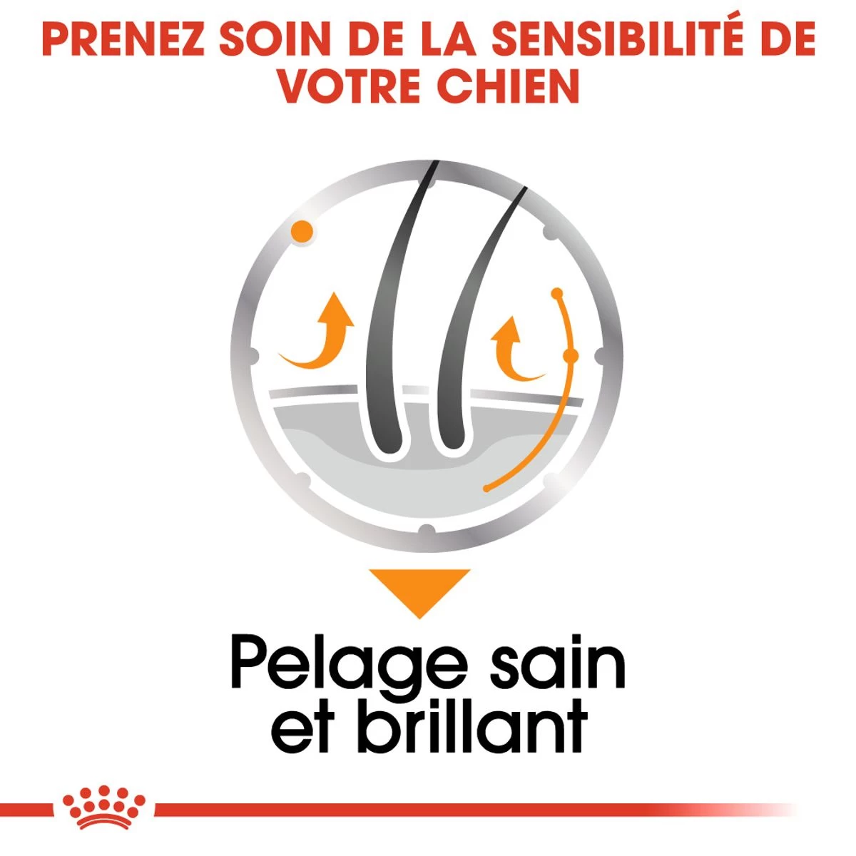 Mini Coat Care - Royal Canin 5 Mini Coat Care - Royal Canin – Image 3