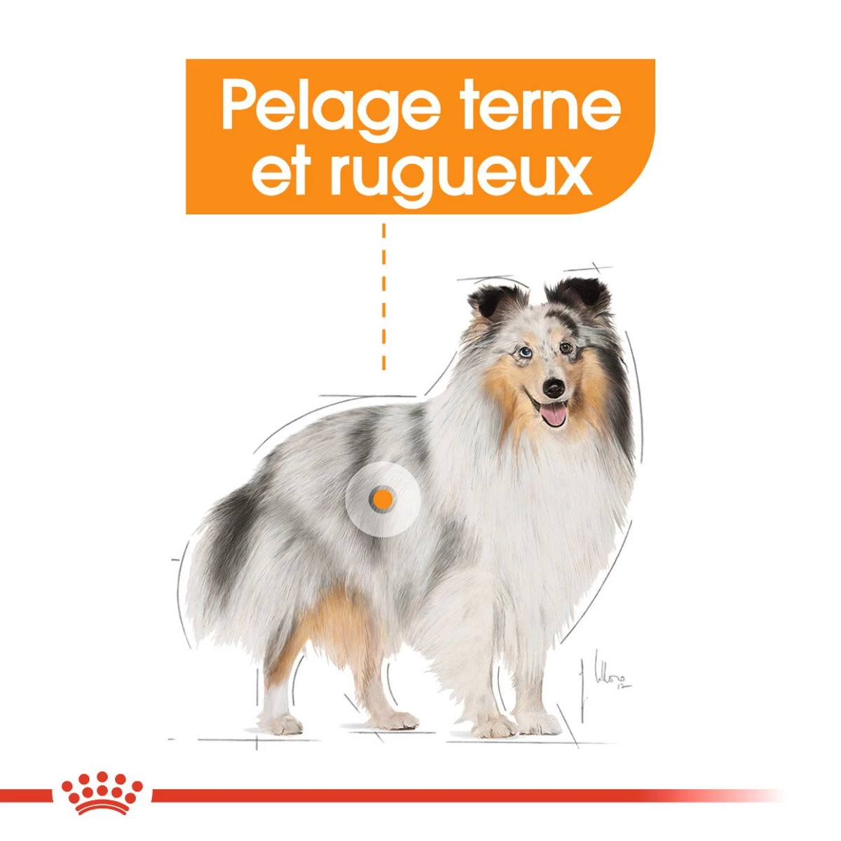 Mini Coat Care - Royal Canin 6 Mini Coat Care - Royal Canin – Image 4