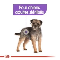 Mini Sterilised - Royal Canin -Fournitures Pour Animaux mini sterilised royal canin 2