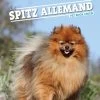 Spitz Allemand - Artemis Edition -Fournitures Pour Animaux spitz allemand artemis edition